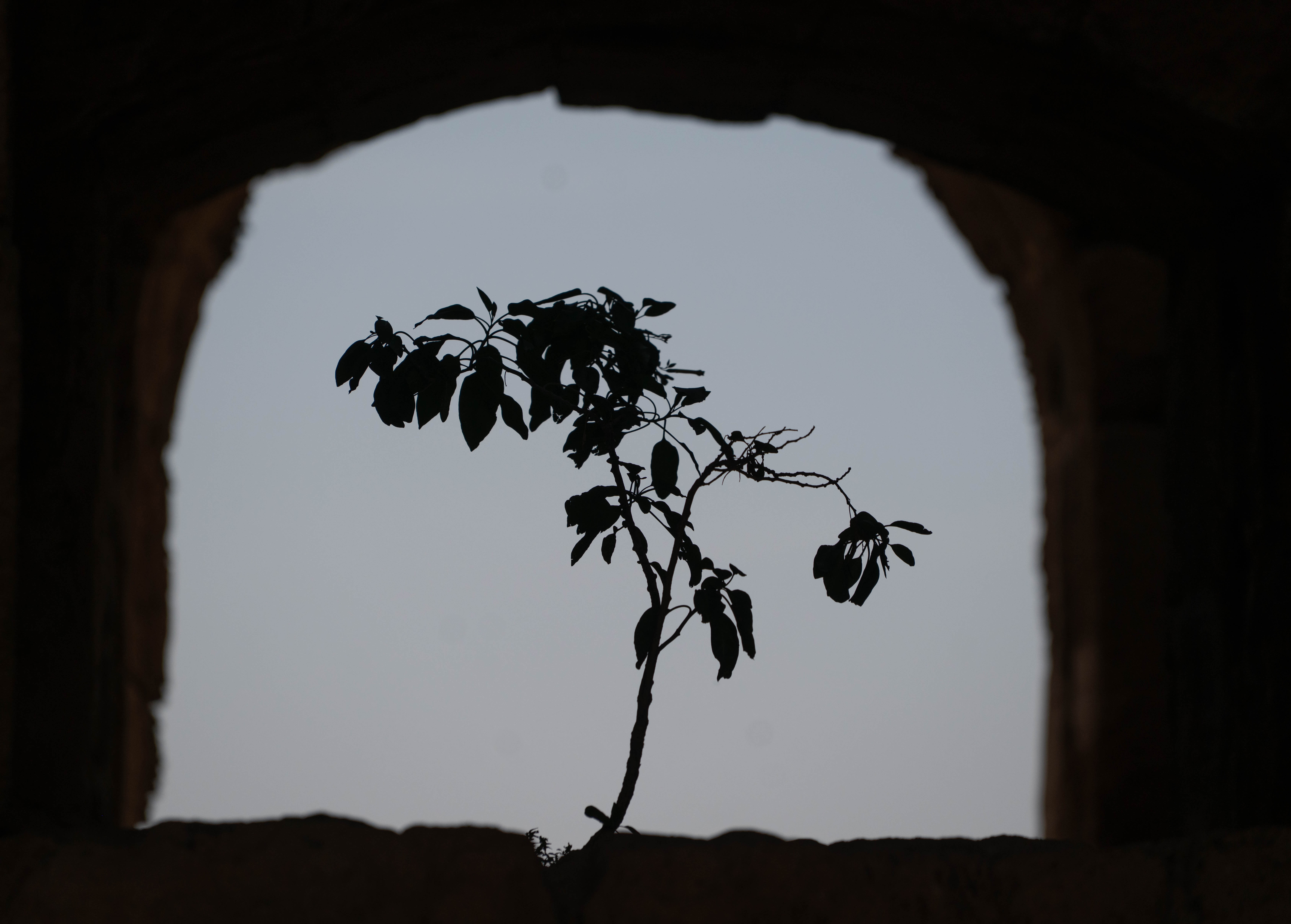 Olive Tree